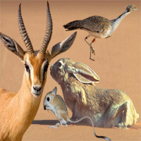 حيوانات أليفه